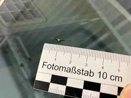 Volkswagen ID.4 - photo 12